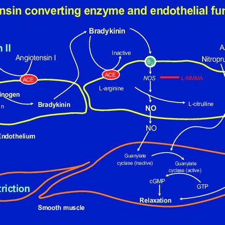 Angiotensin converting enzyme (ACE) and endothelial function. NOS,... | Download Scientific Diagram