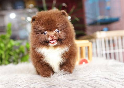 cho phoc soc pomeranian vip  choco ma ps  thong shop thu