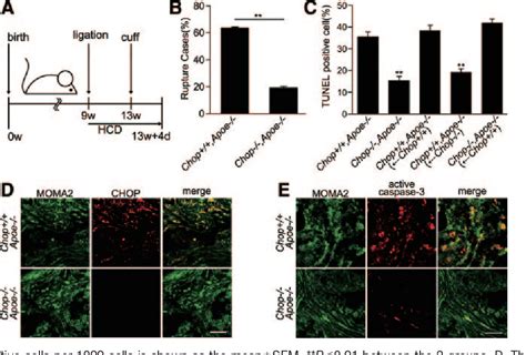 Figure 3 From The Endoplasmic Reticulum Stress C Ebp Homologous Protein