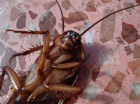 Signs Of A Cockroach Infestation Pest Solutions