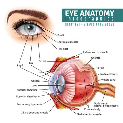 Infografía realista de anatomía del ojo Vector Gratis