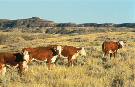 Free picture: hereford, cattle