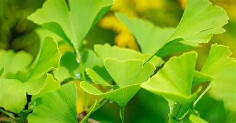 La Planta Medicinal Milenaria Que Mejora La Memoria De Forma Natural