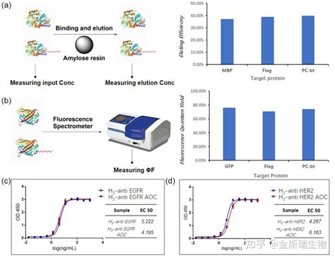 支持sirna靶向递送与adc研究，金斯瑞蛋白定点修饰技术成果发表在bioconjugate Chem杂志！ 知乎