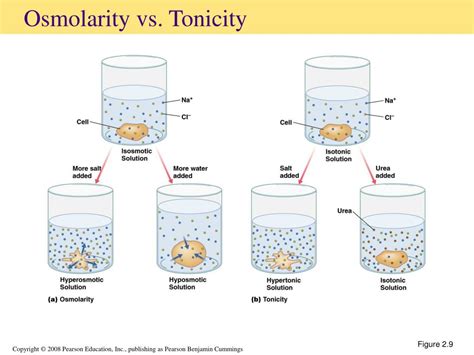 Ppt Chemistry Biochemistry And Cell Physiology Part 1 Powerpoint