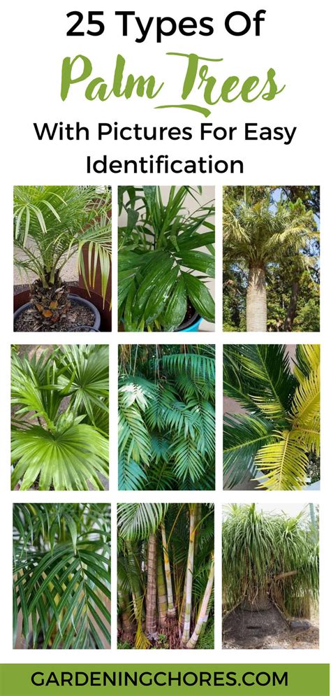 Discover 25 Stunning Types Of Palm Trees Identify With Ease Through