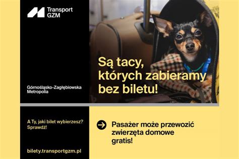 Rusza Pierwsza Kampania G Rno L Sko Zag Biowskiej Metropolii O