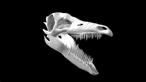 3d Dinosaur Skulls Model Turbosquid 1965283