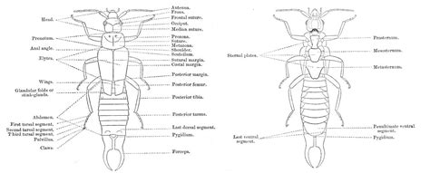 Earwig - Wikiwand