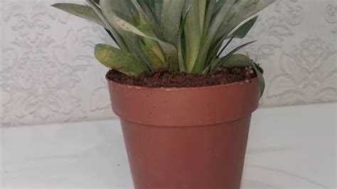 #ЦветыВместе Ananas Candido Ананас кандидо 12/30 - YouTube