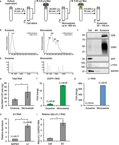 Characterization Of MM231 L1EGFP EVs A Exosomes 50150 Nm And MVs