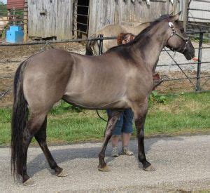 Grulla Horse Facts with Pictures | HorseBreedsPictures.com | Grulla horse, Horses, Horses for sale