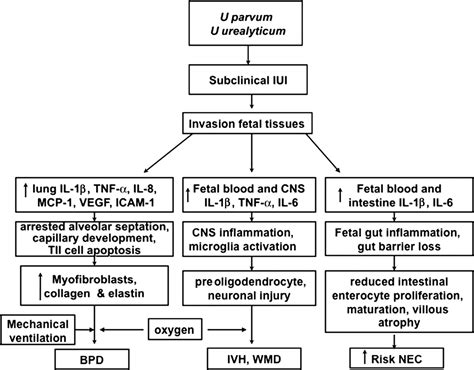 Ureaplasma Treatment