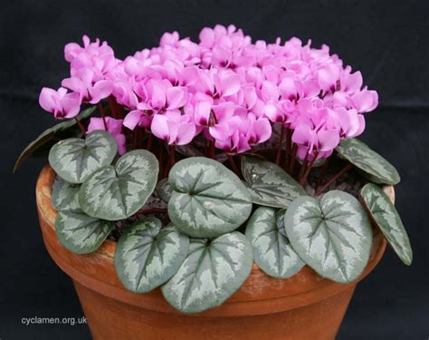 Cyclamen coum - Cyclamen Society