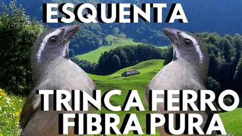 Esquentar Trinca Ferro Fibra Trica Ferro Cantando E Canto De Trinca