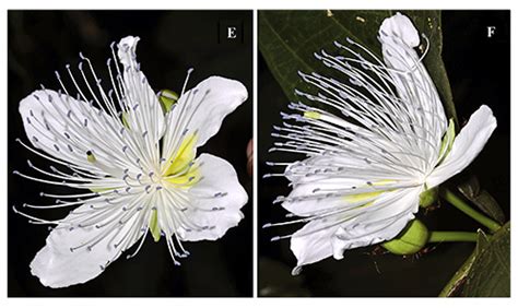 Capparis Macrantha Sp Nov Capparaceae Brassicales A New Shrub