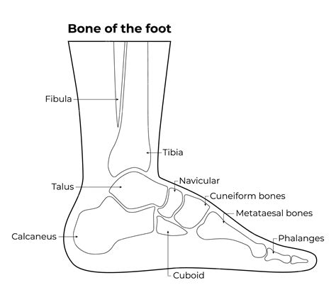 Premium Vector | Bone of the foot fibula tibia talus calcaneus cuboid