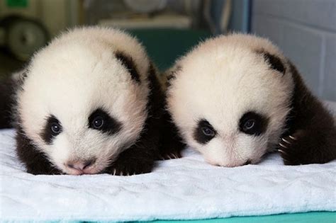 Twins! Pictures of Atlanta's Baby Pandas | Live Science