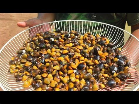 Mencari Etok Kerang Emas Sungai Catch Asian Clam Golden Clam Youtube