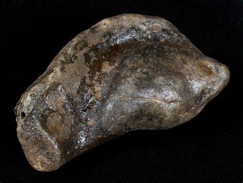 Fossil Cetacean Whale Ear Bone Miocene 3500 For Sale