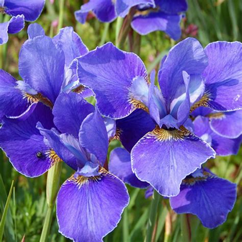 Iris sib. 'Silver Edge' | SlovenskeTrvalky.sk