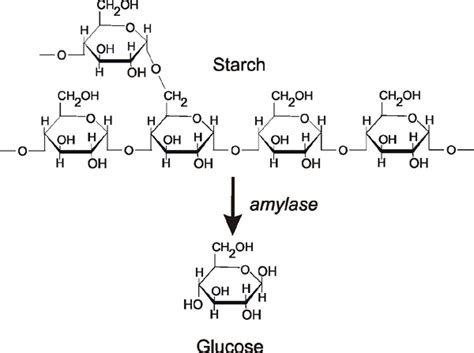 Amylase Enzymes Act On