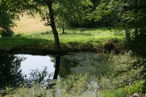 Images Gratuites Arbre La Nature For T Marais R Gion Sauvage