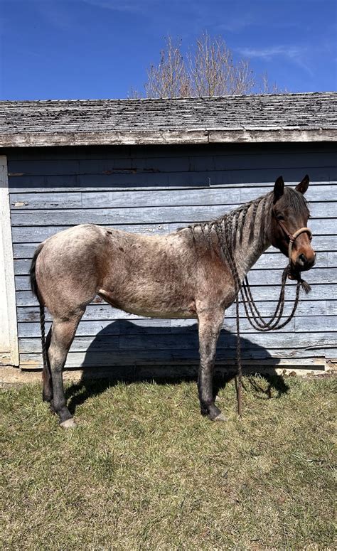CASH$ Horse Sale – Cut Above Superior Horse $ale