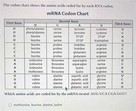 The codon chart shows the amino acids coded for by each RNA codon. mRNA ...