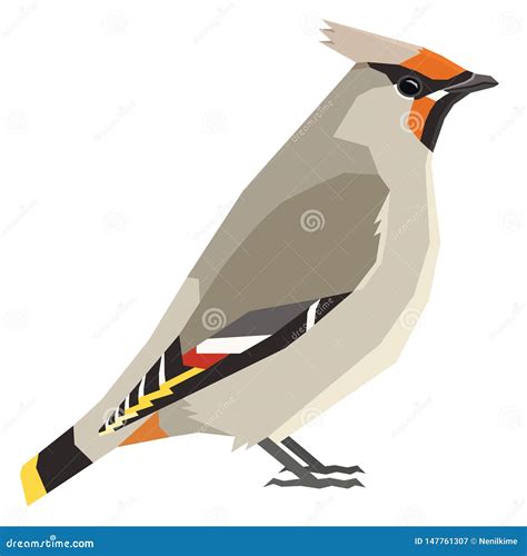 Bohemian Waxwing Birds Collection Vector Illustration Isolated Object