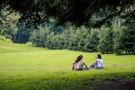 무료 이미지 나무 숲 잔디 집 밖의 사람 목초지 햇빛 아침 잎 꽃 어린 녹색 좌석 자연스러운 가을