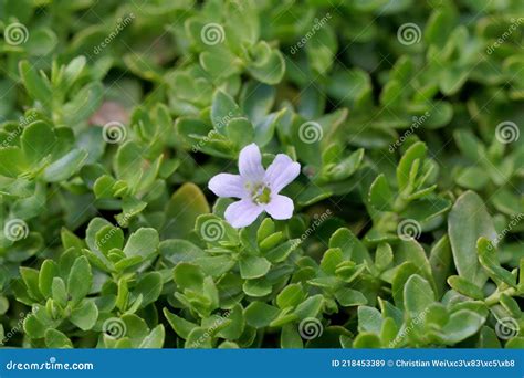 Bacopa Monnieri Or Brahmi Dried Leaves Is Used In Indian Herbal