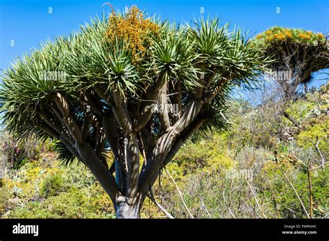 Dracaena Draco El Drago Canario O Drago Es Una Planta Con Forma De