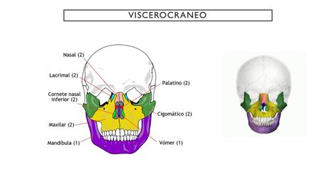 Resúmenes De Viscerocráneo Descarga Apuntes De Viscerocráneo