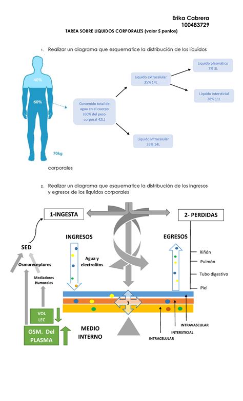 Tarea Sobre Liquidos Corporales Erika Cabrera Tarea Sobre
