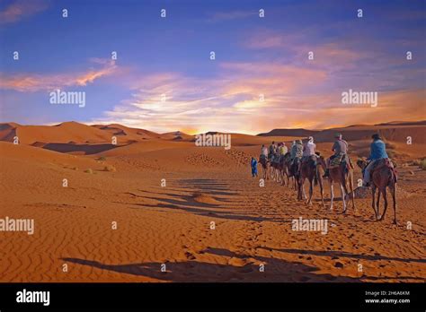 Camel Caravan Going Through The Sahara Desert In Morocco Africa Stock