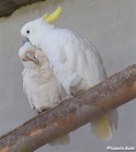 Cacatua – Encyclopedia of Parrots