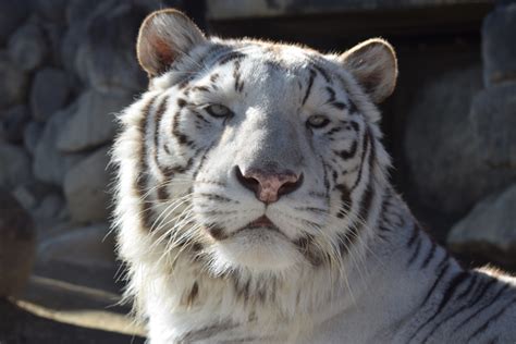 ホワイトタイガーとは？特徴や珍しさ、見に行けるおすすめ動物園などを紹介【全国】 ｜じゃらんニュース