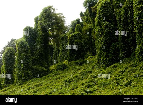 Kudzu Aka Japanese Arrowroot Pueraria Montana Growing On Trees