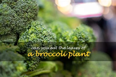 Can You Eat The Leaves Of A Broccoli Plant Shuncy