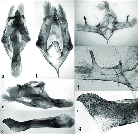 Genitalia M Les De Trichromia Insperata N Sp Paratype A Vue