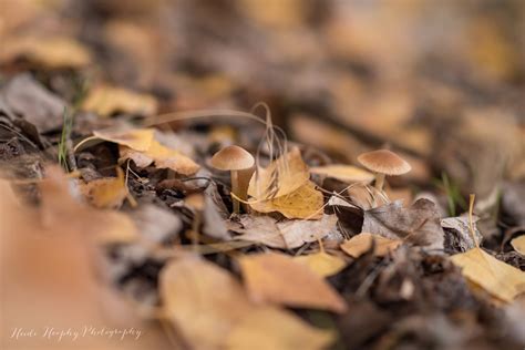 Boardman Tree Farm A Magical Day In The Trees — Heidi Heaphy Photography