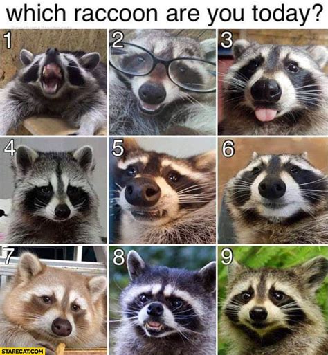 Which Raccoon Are You Today Raccoon Emotion Chart How Are You Feeling