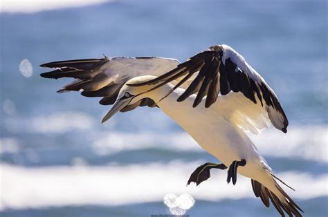 Diamonds In The Rough Lamberts Bay Including Elands Bay Alex Aitkenhead