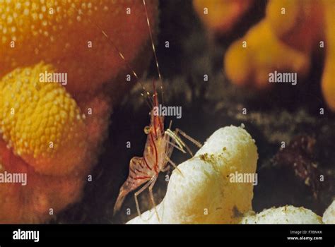 Amazing Underwater Marine Life Off The Coast At St Abbs Scotland Pink