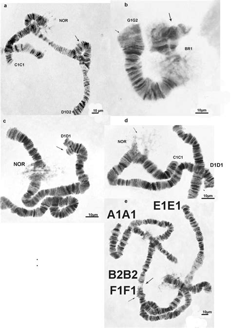 Aberrations In Salivary Gland Chromosomes Of Chironomus Salinarius From