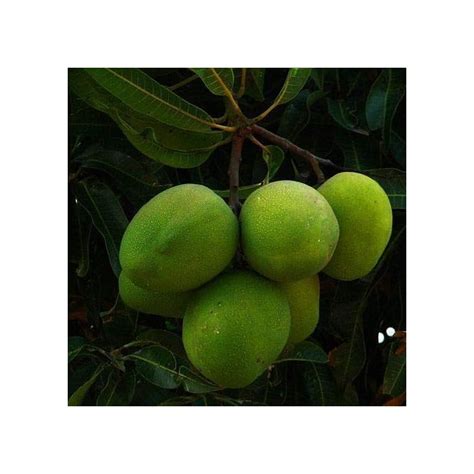 Buy Royal Land Rare Mango Baramasi Aam Baramasi Punasa Grafted