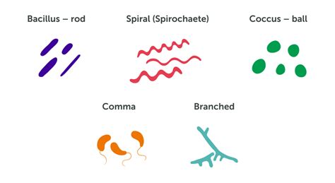 Bacterial World