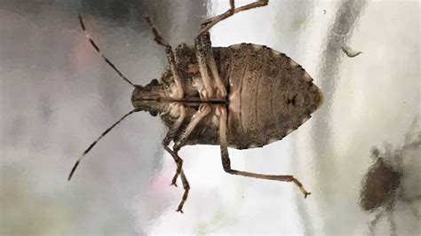 Tips On How To Prevent A Stink Bug Swarm In Your Home House