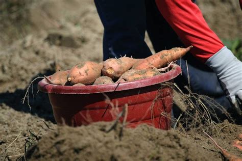 Cara Menanam Ubi Jalar Dalam Karung Kumparan